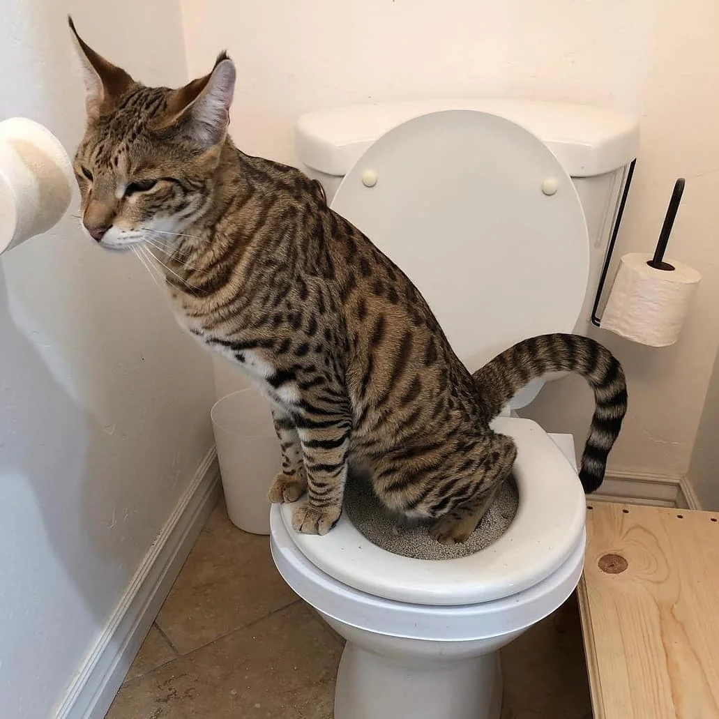 Міцний пластик